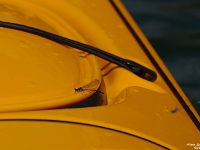 69802CrLeUsm - Vacationing at Hammock Harbour - Kayaking the top end of Lake Couchiching and the channels in Washago.JPG